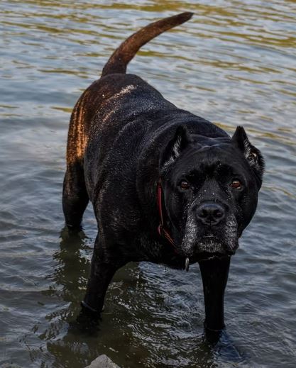 Cane Corso dog breed quiz, dog breed selector tools, dog breed selector, which puppy should i get, poodle, doberman, rottweiler, cane corso, what dog breed should I buy
