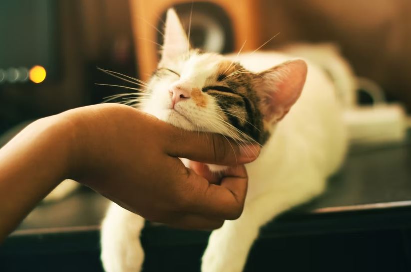 What Breed of Cats Should I Get?Pets devotee Cats