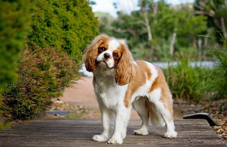 Cavalier King Charles Spaniel dog breed selector tools, dog breed selector, which puppy should i get, poodle, doberman, rottweiler, cane corso, what dog breed should I buy