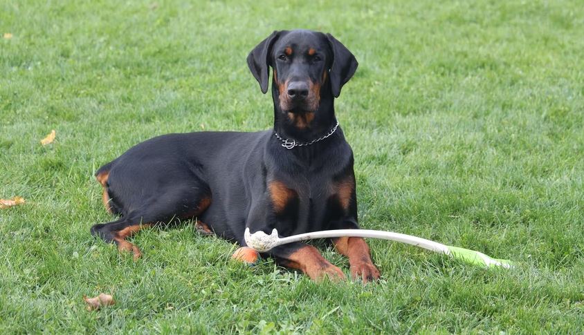 Doberman Pinscher dog breeds, dog breed quiz, dog breed selector tools, dog breed selector, which puppy should i get, poodle, doberman, rottweiler, cane corso, what dog breed should I buy