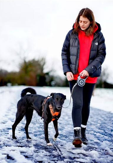 Donate old pet dogs gears ways to be an eco-friendly pet owner, ways to be an eco-friendly pet parent, easy ways to be an eco-friendly pet parent,
