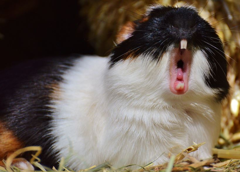 Guinea pigs are cute! get a guinea pig,pet a Guinea Pig,owned a guinea pig,get a pair of guinea pigs,Buying a guinea pig