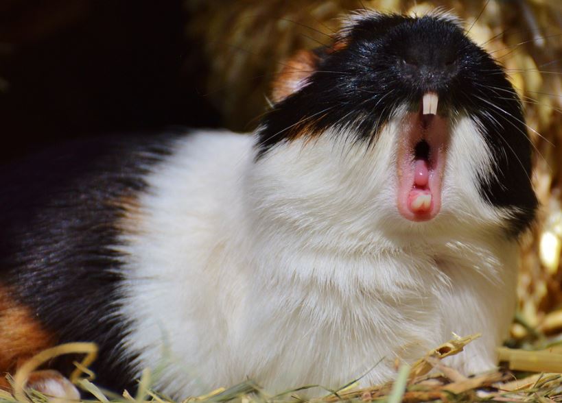 get a guinea pig,pet a Guinea Pig,owned a guinea pig,get a pair of guinea pigs,Buying a guinea pig