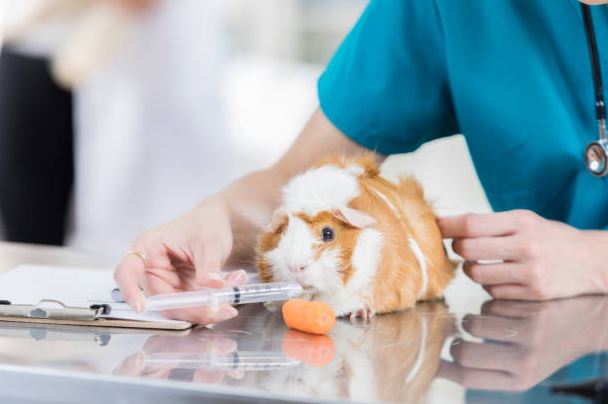 Guinea pigs have good health records get a guinea pig,pet a Guinea Pig,owned a guinea pig,get a pair of guinea pigs,Buying a guinea pig