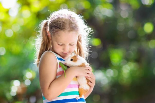 get a guinea pig,pet a Guinea Pig,owned a guinea pig,get a pair of guinea pigs,Buying a guinea pig