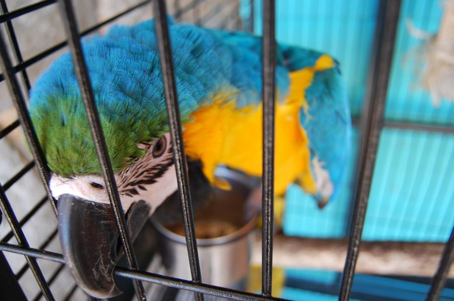 how to take care of love birds, how to take care of a budgie,pet bird care,budgie care,how to take care of a bird, looking after budgies,bird sitters,bird care