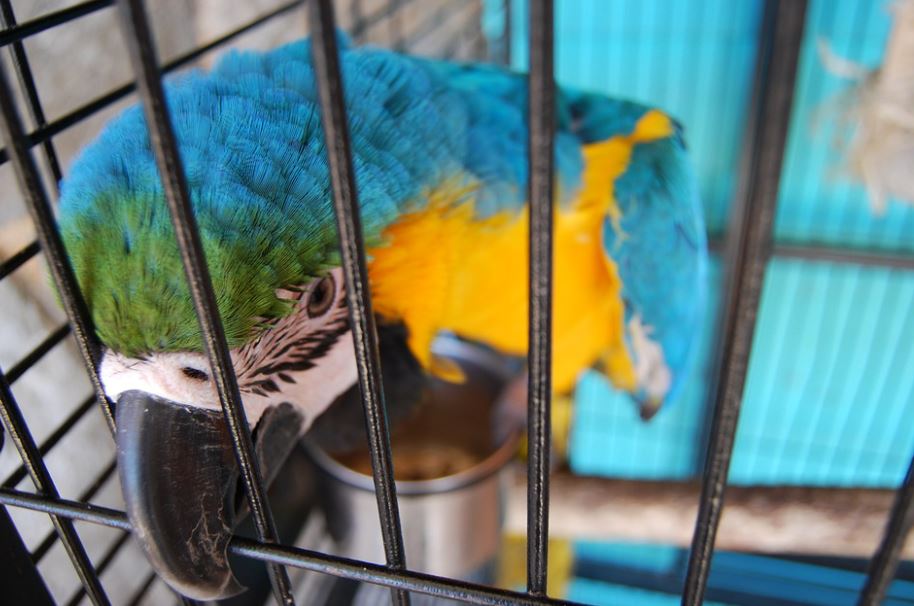 Look for the gaps between the bars how to take care of love birds, how to take care of a budgie,pet bird care,budgie care,how to take care of a bird, looking after budgies,bird sitters,bird care