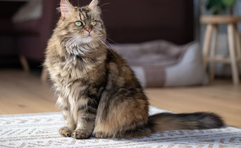 best cat breed for first-time owners, best cat breeds for cuddling, cat breeds for family, cat breeds for beginner, cat breed for pet