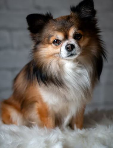 Papillon dog breeds, dog breed quiz, dog breed selector tools, dog breed selector, which puppy should i get, poodle, doberman, rottweiler, cane corso, what dog breed should I buy