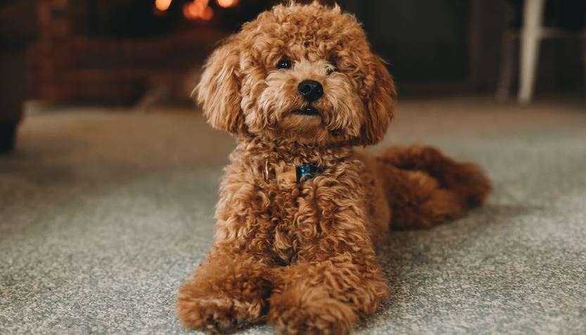Poodle dog breed quiz, dog breed selector tools, dog breed selector, which puppy should i get, poodle, doberman, rottweiler, cane corso, what dog breed should I buy