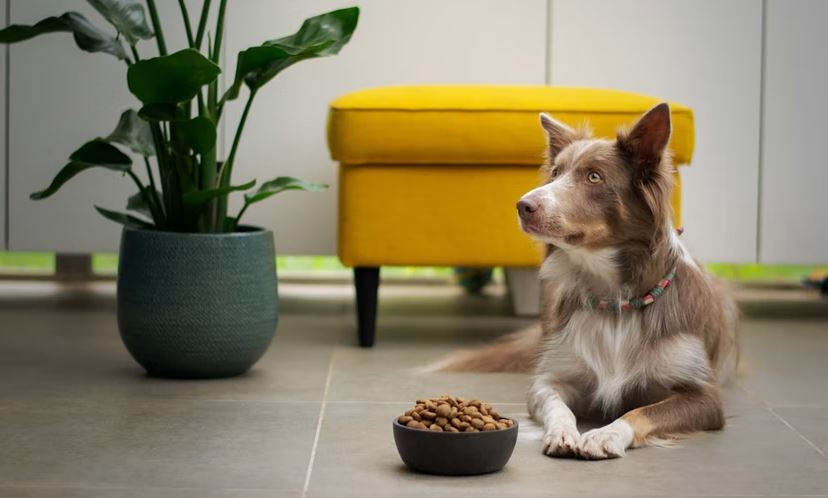 Prioritize eco-friendly companies ways to green your pet, ways to be an eco-friendly pet owner, ways to be an eco-friendly pet parent