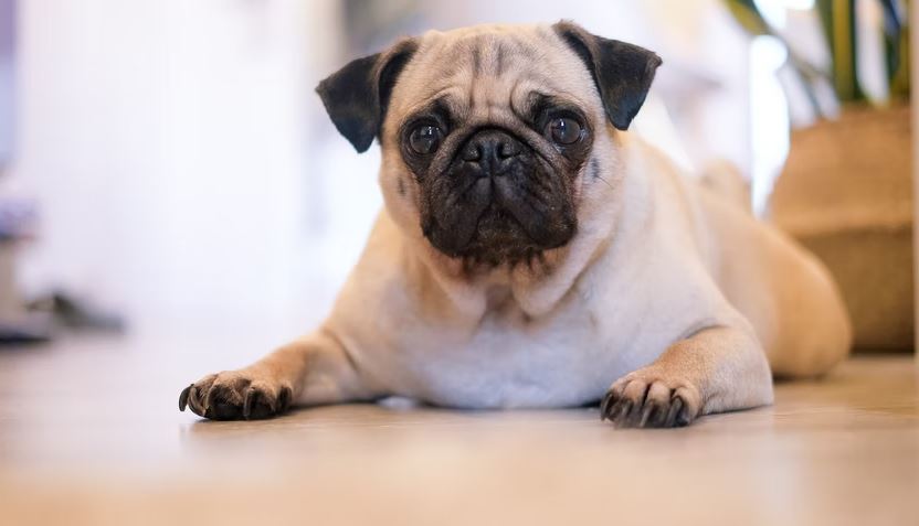 Pug dog breed selector tools, dog breed selector, which puppy should i get, poodle, doberman, rottweiler, cane corso, what dog breed should I buy