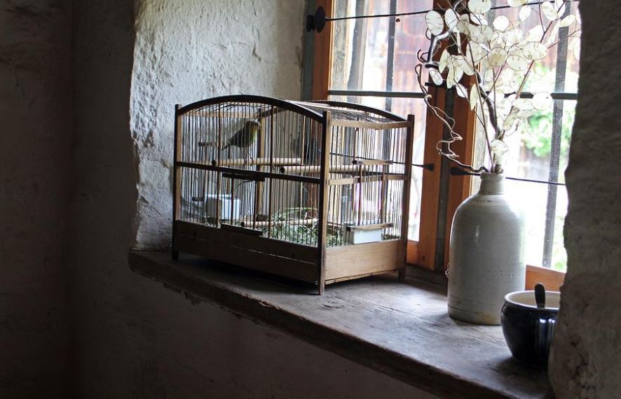 Purchase a large cage How to take care of a pet bird,Caring for Your Pet Bird,how to take care of love birds, how to take care of a budgie,pet bird care,budgie care