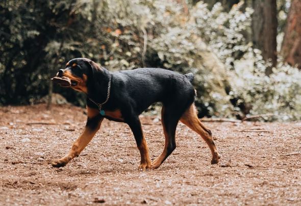 Rottweiler dog breed quiz, dog breed selector tools, dog breed selector, which puppy should i get, poodle, doberman, rottweiler, cane corso, what dog breed should I buy