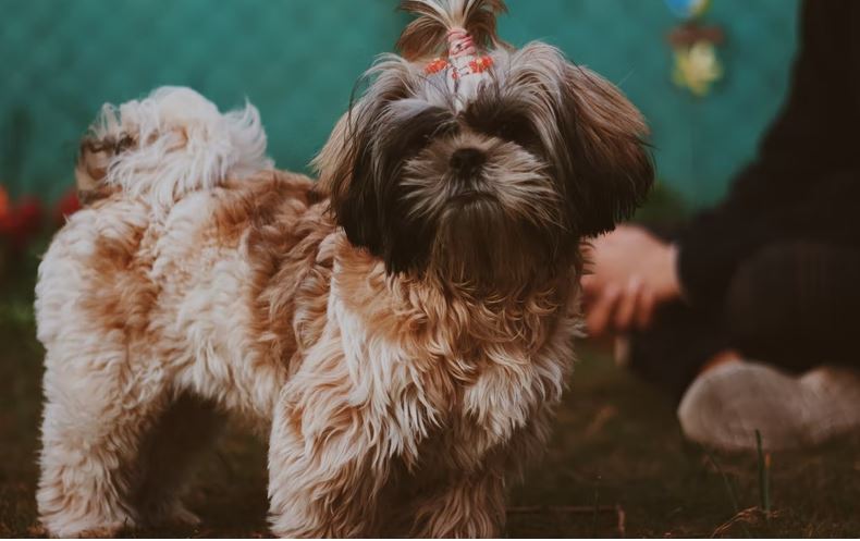 Shih Tzu dog breed quiz, dog breed selector tools, dog breed selector, which puppy should i get, poodle, doberman, rottweiler, cane corso, what dog breed should I buy