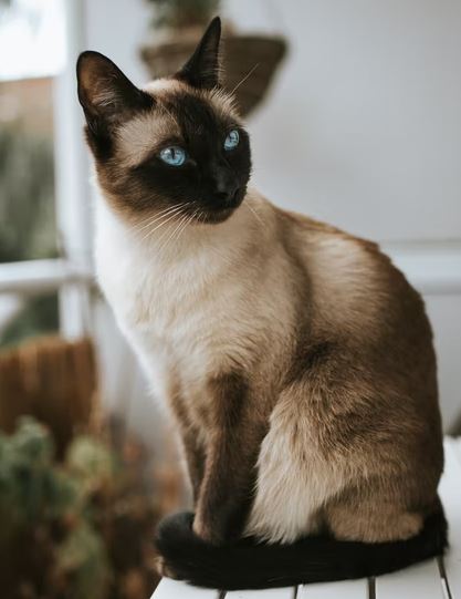 cat breeds for beginner, cat breed for pet, cat breeds for small apartments, cat breed for tropical climate, what breed of cats should they get