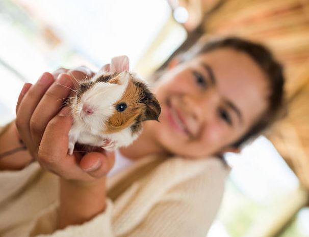 get a guinea pig,pet a Guinea Pig,owned a guinea pig,get a pair of guinea pigs,Buying a guinea pig