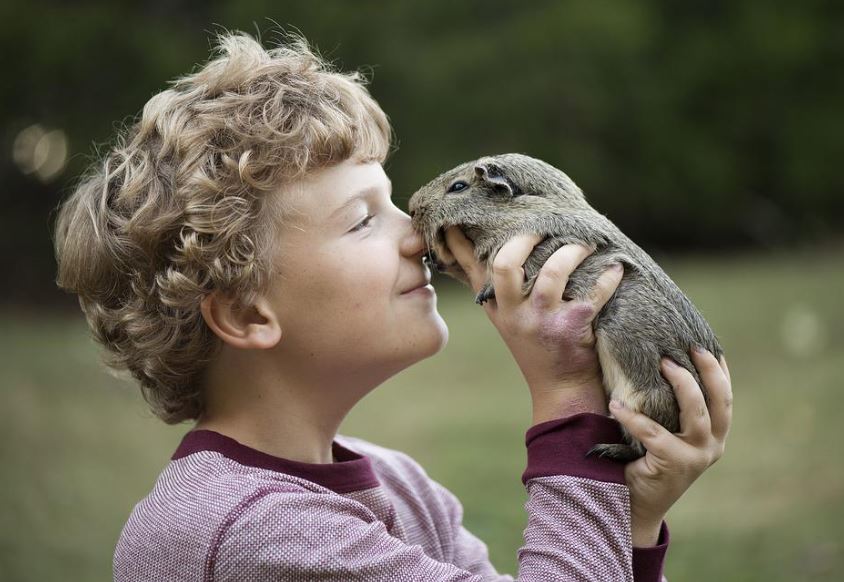 get a guinea pig,pet a Guinea Pig,owned a guinea pig,get a pair of guinea pigs,Buying a guinea pig