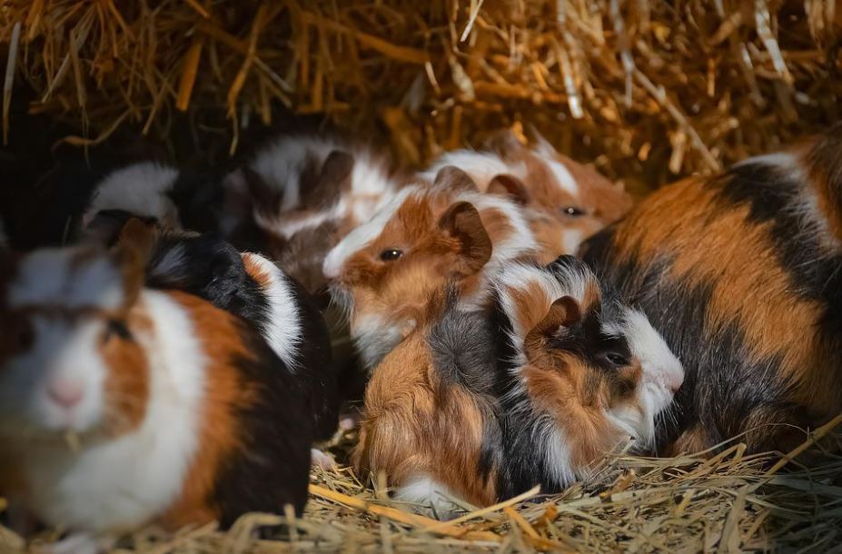 They are friendly creatures get a guinea pig,pet a Guinea Pig,owned a guinea pig,get a pair of guinea pigs,Buying a guinea pig