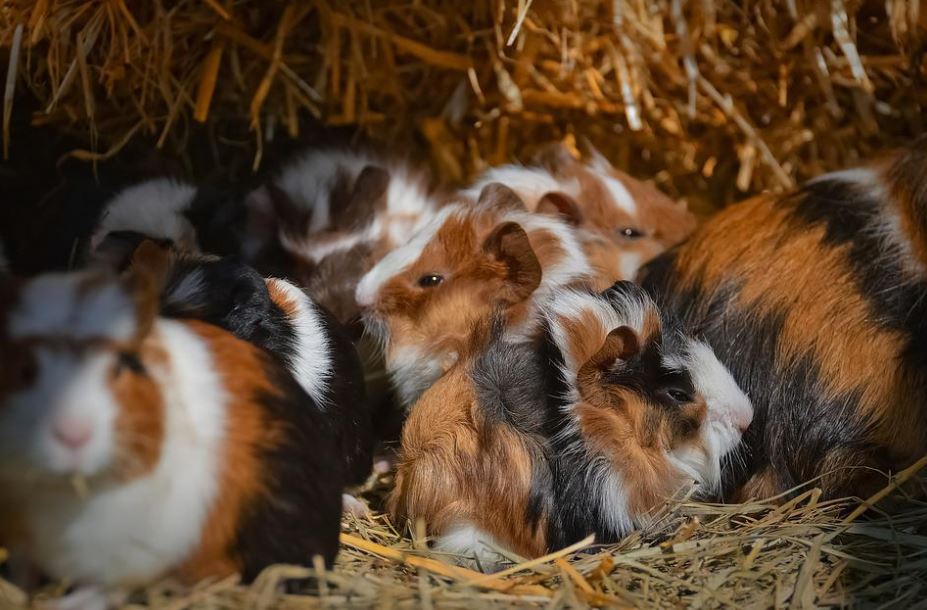 get a guinea pig,pet a Guinea Pig,owned a guinea pig,get a pair of guinea pigs,Buying a guinea pig