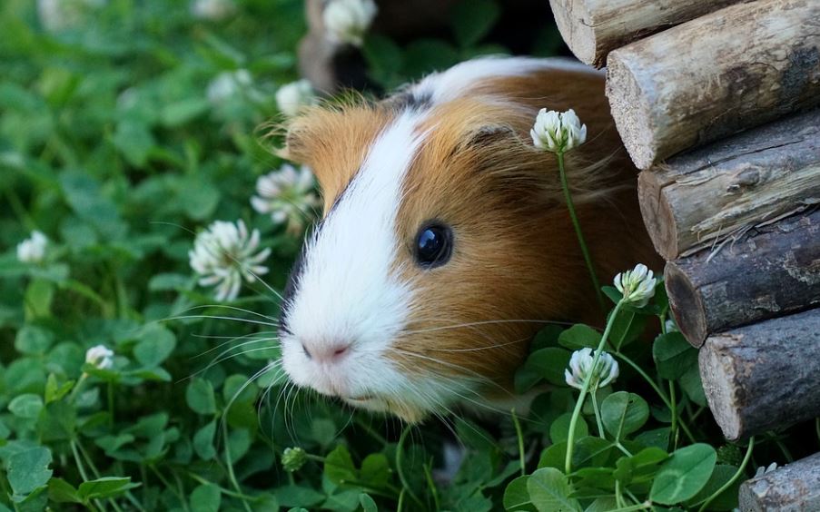 get a guinea pig,pet a Guinea Pig,owned a guinea pig,get a pair of guinea pigs,Buying a guinea pig