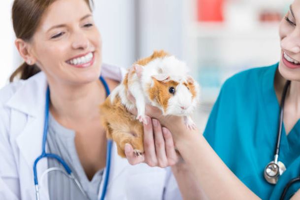 They can be used in medical research get a guinea pig,pet a Guinea Pig,owned a guinea pig,get a pair of guinea pigs,Buying a guinea pig