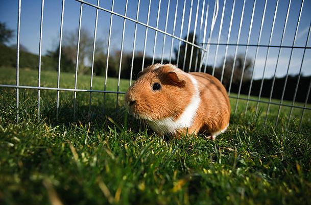 They're clean get a guinea pig,pet a Guinea Pig,owned a guinea pig,get a pair of guinea pigs,Buying a guinea pig