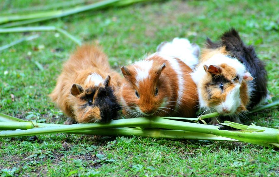 get a guinea pig,pet a Guinea Pig,owned a guinea pig,get a pair of guinea pigs,Buying a guinea pig