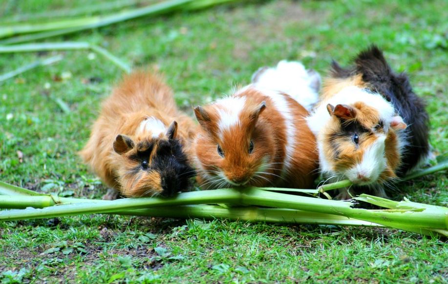 They're extremely social get a guinea pig,pet a Guinea Pig,owned a guinea pig,get a pair of guinea pigs,Buying a guinea pig