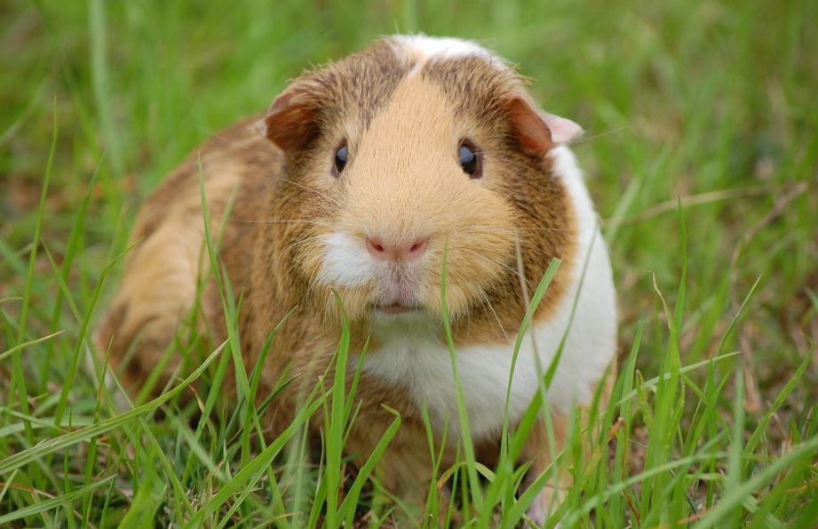 They're quite smart get a guinea pig,pet a Guinea Pig,owned a guinea pig,get a pair of guinea pigs,Buying a guinea pig