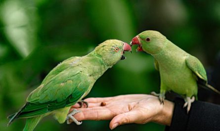Caring for Your Pet Bird,how to take care of love birds, how to take care of a budgie,pet bird care,budgie care,how to take care of a bird, looking after budgies,bird sitters,bird care