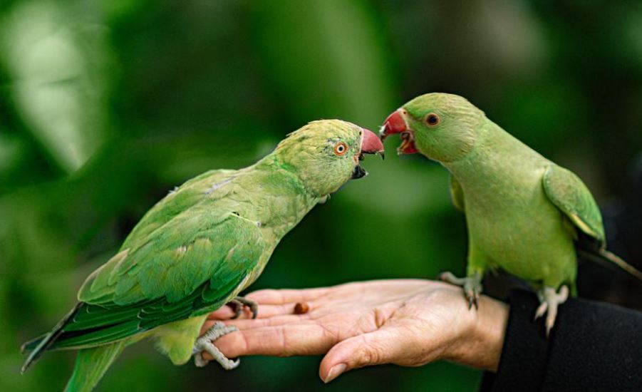 Caring for Your Pet Bird,how to take care of love birds, how to take care of a budgie,pet bird care,budgie care,how to take care of a bird, looking after budgies,bird sitters,bird care