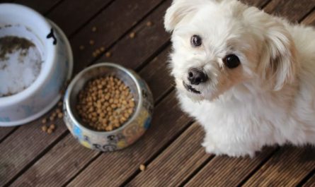 easy ways to be an eco-friendly pet parent, eco friendly dog food, sustainable dog food, dog magazine, dog tips, dog advice