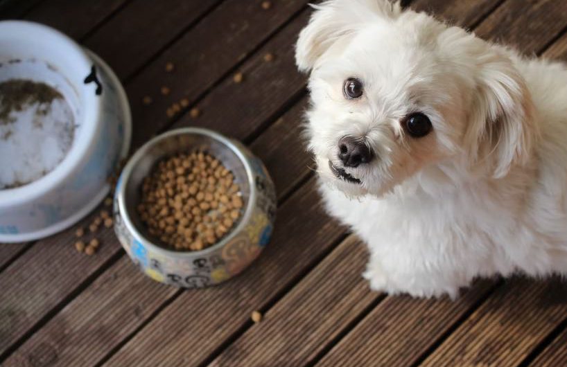 6 simple ways to go eco-friendly with your pet dog