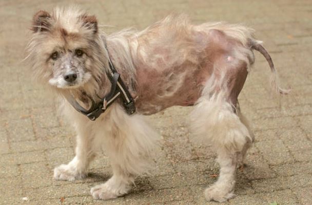 Home Remedies to treat Skin Infections in dogs,curing dandruff in dogs natural remedy to help heal wounds,home remedy for treating skin conditions in dogs, good for dogs suffering from Pyoderma gangrenosum