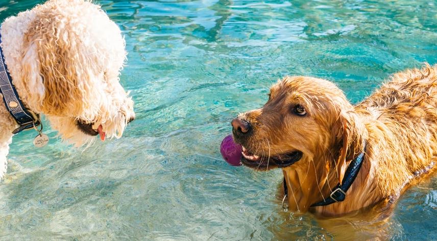 how to keep dogs cool in summer, how to keep your dog cool in summer, keep dog cool in summer, how to cool down a panting dog, how to keep dog cool in summer without ac