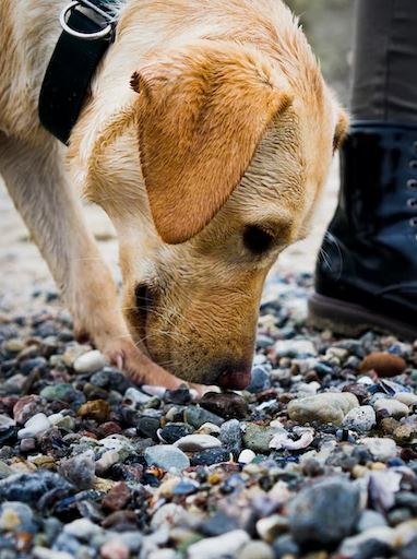  how to stop dog barking in seconds, how to stop dog barking at nothing, why do dogs bark at nothing 