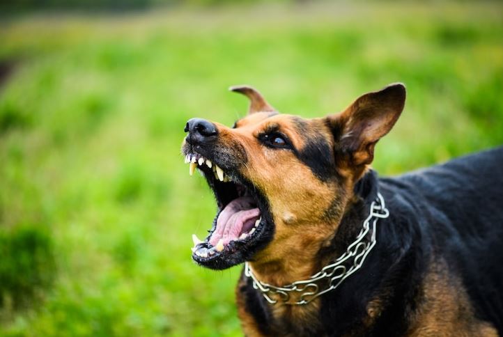 Avoid petting an aggressive dog dog adoption,puppies for adoption,Dog Adoption Tips,Small pet adoption, Adopting dogs,before adopting a dog,tips to remember before adopting a dog, adopt a dog,dog shelter homes