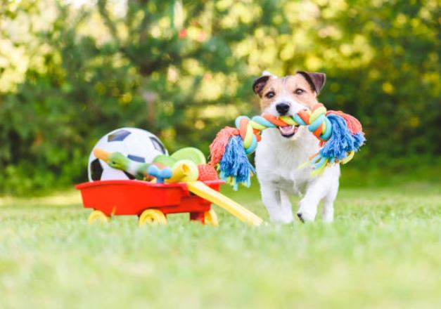 Buy them toys to keep them entertained Dog Adoption Tips,Small pet adoption, Adopting dogs,before adopting a dog,tips to remember before adopting a dog, adopt a dog,dog shelter homes,adopt a puppy,adopting the dog from a shelter