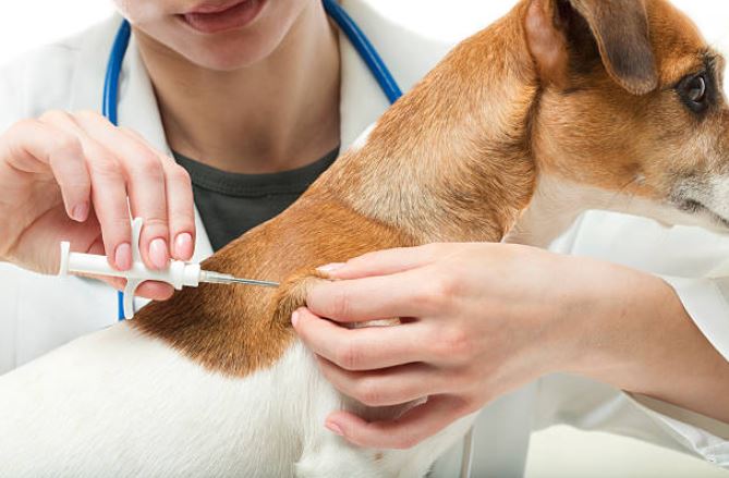 Check for the vaccination records Dog Adoption Tips,Small pet adoption, Adopting dogs,before adopting a dog,tips to remember before adopting a dog, adopt a dog,dog shelter homes,adopt a puppy,adopting the dog from a shelter, take care of the adopted dog