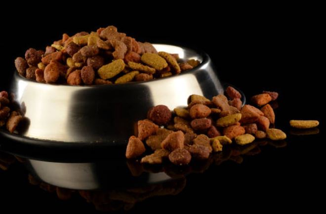 Do not overfeed them tips to remember before adopting a dog, adopt a dog,dog shelter homes,adopt a puppy,adopting the dog from a shelter, take care of the adopted dog