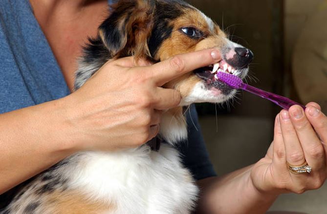 Dogs also need to brush their teeth Dog Adoption Tips,Small pet adoption, Adopting dogs,before adopting a dog,tips to remember before adopting a dog, adopt a dog,dog shelter homes,adopt a puppy
