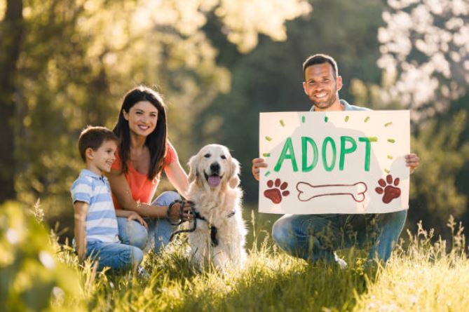 dog adoption,puppies for adoption,Dog Adoption Tips,Small pet adoption, Adopting dogs,before adopting a dog