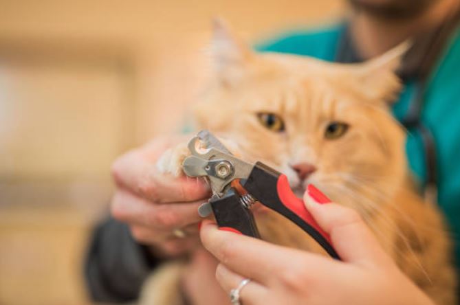 Keep your cat's claws trimmed protect couch from cat, stop cats scratching carpet, cat scratching post, how to stop cats from scratching furniture, why do cats scratch, why cats scratch, protect your furniture from cats, stop your cat from scratching your furniture