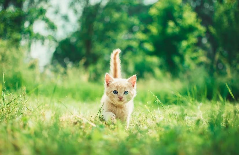 Keep your cats indoors best way to keep cats from scratching furniture, protect couch from cat, stop cats scratching carpet, cat scratching post, how to stop cats from scratching furniture, why do cats scratch, why cats scratch, protect your furniture from cats, stop your cat from scratching your furniture