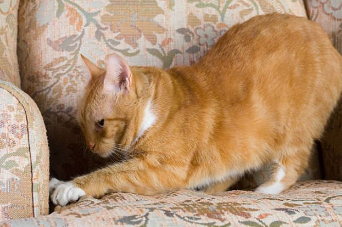 cat scratching furniture, stop cats from scratching furniture, keeping cats off of your furniture, keep cats off from scratching furniture, protect furniture from cats, spray to keep cats away from furniture, cats scratching, best way to keep cats from scratching furniture