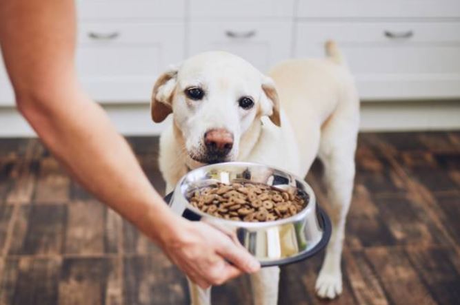Make sure you can handle your dog’s expenses before adopting a dog,tips to remember before adopting a dog, adopt a dog,dog shelter homes,adopt a puppy,adopting the dog from a shelter, take care of the adopted dog