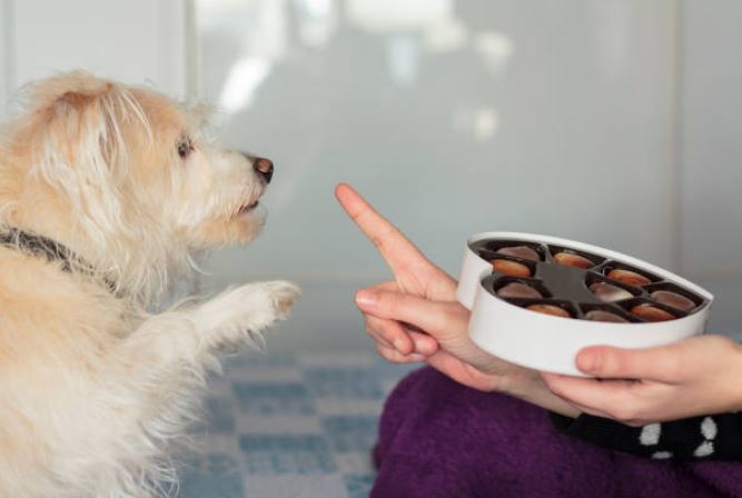 Observe what your dog consumes before adopting a dog,tips to remember before adopting a dog, adopt a dog,dog shelter homes,adopt a puppy,adopting the dog from a shelter, take care of the adopted dog