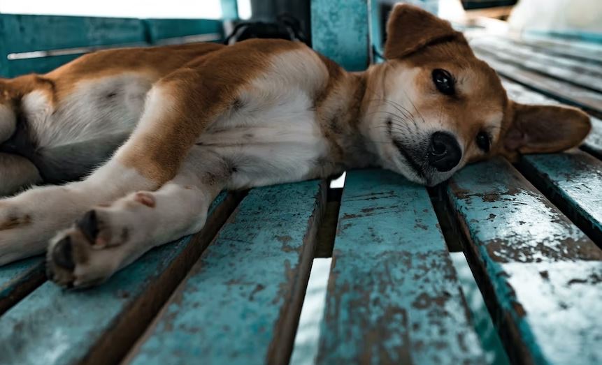 Take a wise decision dog adoption,puppies for adoption,Dog Adoption Tips,Small pet adoption, Adopting dogs,before adopting a dog,tips to remember before adopting a dog, adopt a dog,dog shelter homes