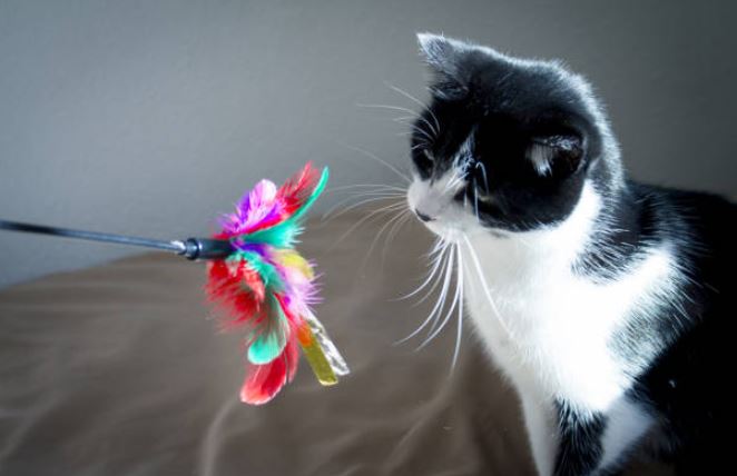 Use a feather duster cat scratching furniture, stop cats from scratching furniture, keeping cats off of your furniture, keep cats off from scratching furniture, protect furniture from cats, spray to keep cats away from furniture, cats scratching, best way to keep cats from scratching furniture, protect couch from cat, stop cats scratching carpet, cat scratching post, how to stop cats from scratching furniture, why do cats scratch, why cats scratch, protect your furniture from cats, stop your cat from scratching your furniture